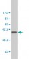 CSE1L Antibody (monoclonal) (M02)